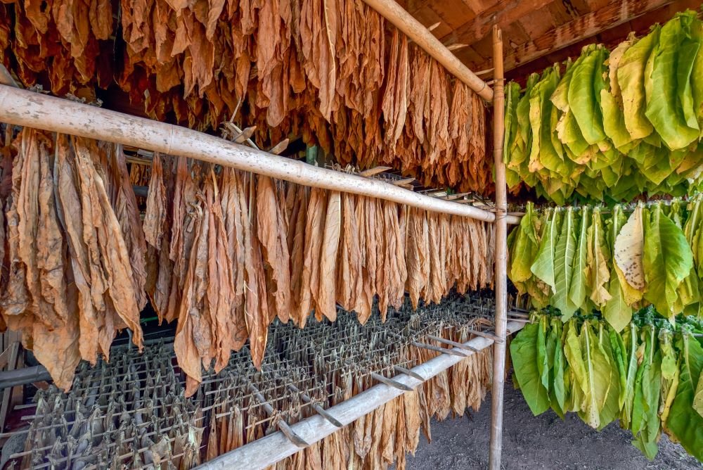 Air cured tobacco under shed