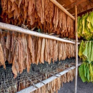 Air cured tobacco under shed